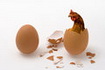 Курка чи яйце, або На основі чого діяти?