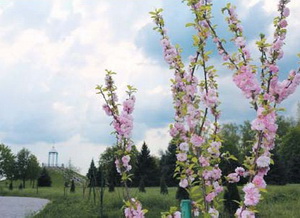 цветущие сакуры