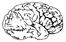 Человеческий мозг - самая сложная из известных нам структур