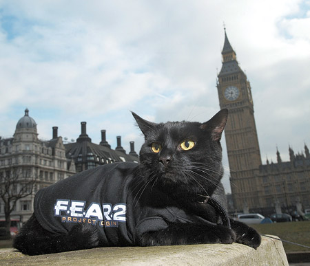 Рекламу комп'ютерної гри F.E.A.R. 2 розміщають на чорних кішках